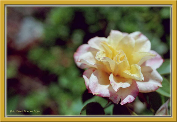 A0122.Rose.Klosters-Dorf.CH