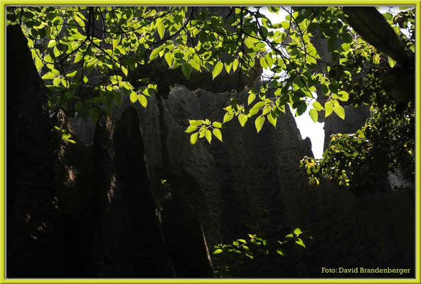 C0866Stone Forest