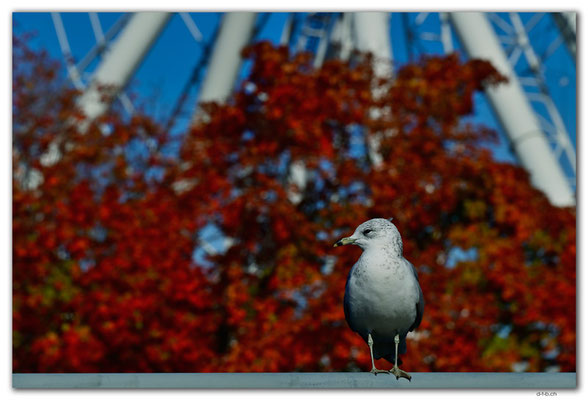CA1348.Montréal.La Grande Roue & Seagull