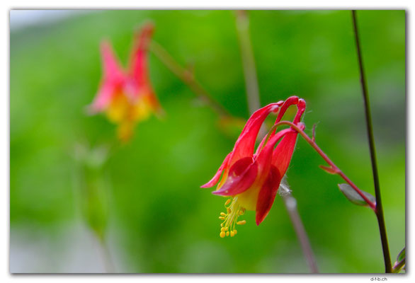 CA1102.Kakabeka Falls,Flower