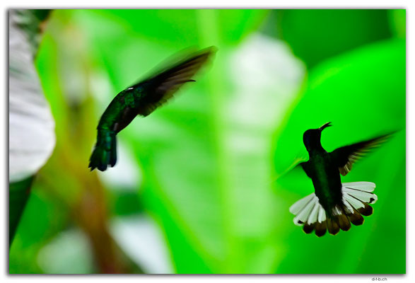 EQ0012.Los Bancos.Colibri