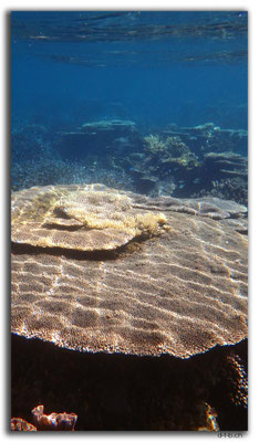 AU0378.Coral Bay.Korallen