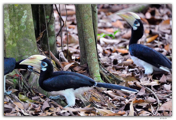 SIN0086.Botanical Garden.Hornbill
