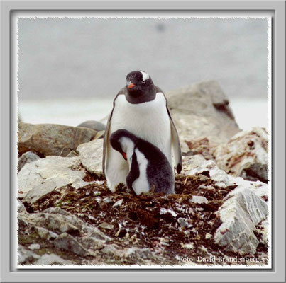 115.Eselspinguin mit Jungem, Leith,South Georgia