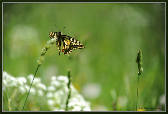 A0369.Schmetterling.Fanas.CH