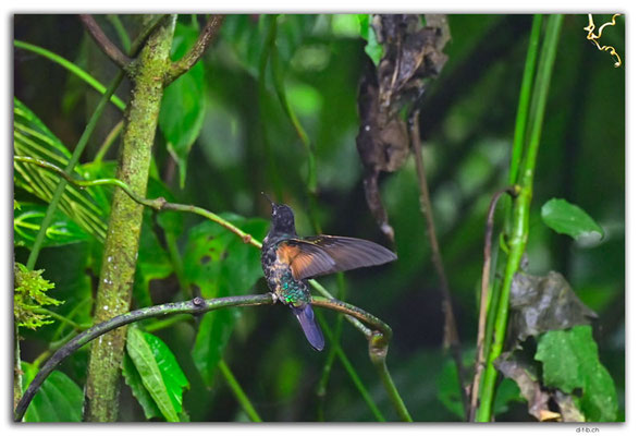 EQ0261.Mindo.San Tadeo Birding.Colibri
