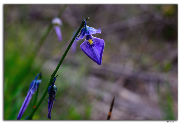 AU0707.Perth.Kings Park.Wild Violet