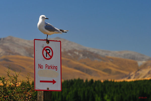 New Zealand. Lake Tekapo