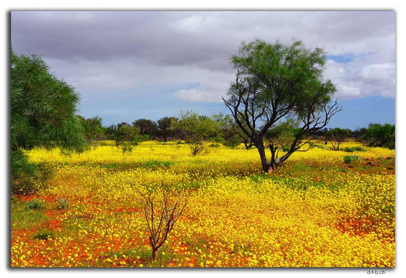 AU0412.Blumenwiese