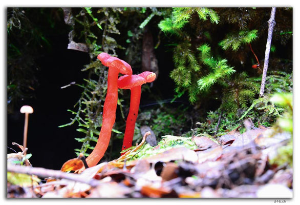 AU1414.Franklin River.Mushroom