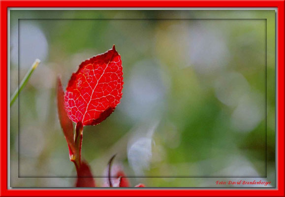 A0115.Blatt.Gargellen.AT