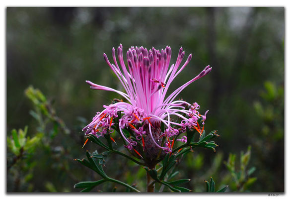 AU0659.Mt.Observation.Banksia