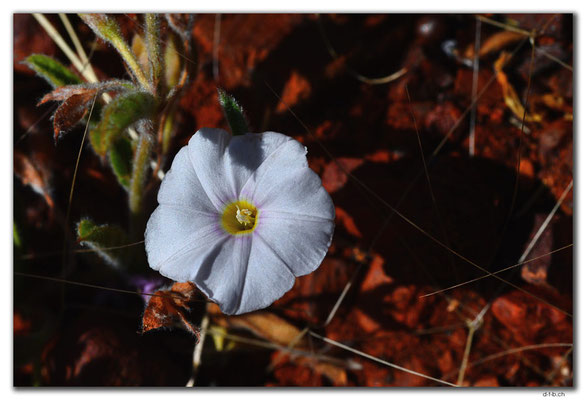 AU0337.Fortescue.Blume