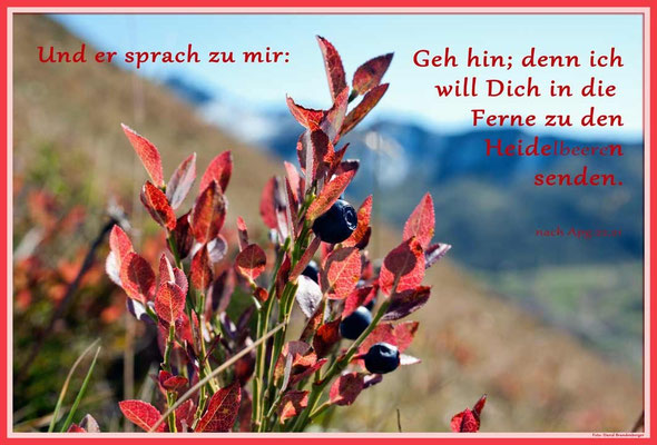 T025.Heidelbeeren.St.Antönien.CH