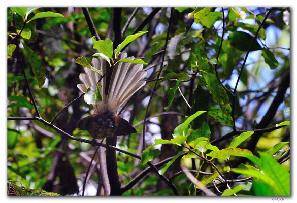 NZ0600.Milnthorpe Park.Fantail
