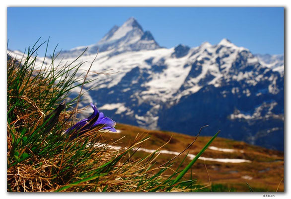 GW0266.Enzian vor Schreckhorn