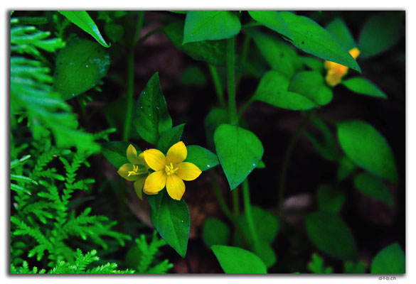 VN0143.Ma Da-Valley.Blume