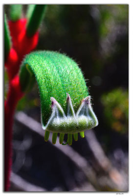 AU0617.Kangaroo Paw