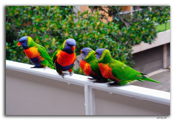 AU1537.Sydney.Rainbow Lorikeet