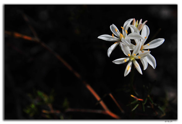 AU0520.Blume