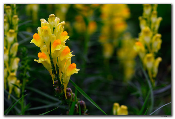 SK018.Orchidee am Wegrand