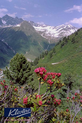 P0012.Alpenrose,Roggental,Klosters.CH