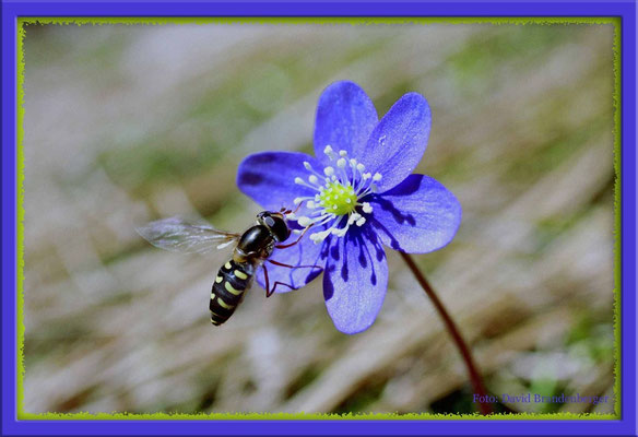 A0061 Wespe an Leberblümchen,Flims,CH