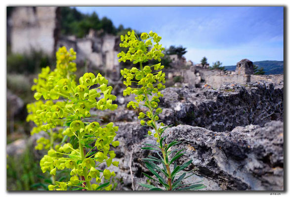 TR0200.Kayaköy.Blumen