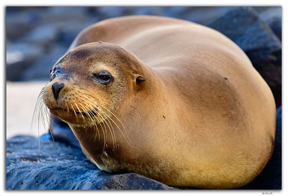 EQ0108.Española Island.Punta Suarez.Sea Lion