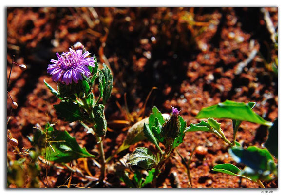 AU0403.Blume