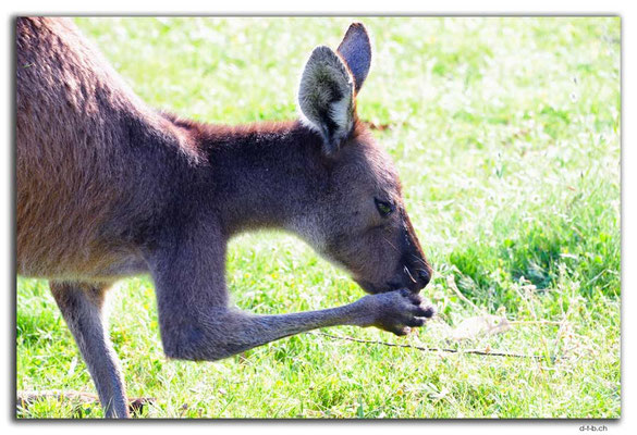 AU0767.Quinninup.Kangaroo