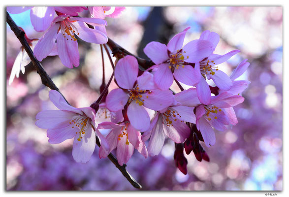 NZ1020.Christchurch.Blossoms