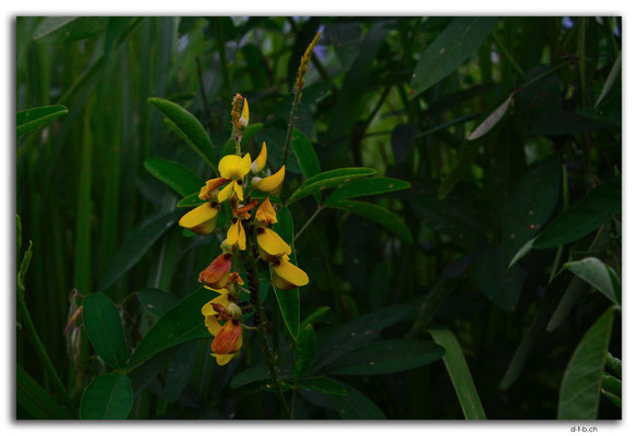 ID0072.Ubud.Blume