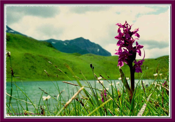 A0260.Knabenkraut.Grüensee.CH