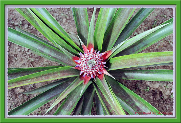 58.Ananas,Los Bancos,Ecuador