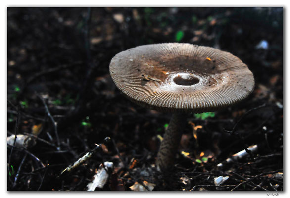 NZ0581.Anatoki Track.Pilz