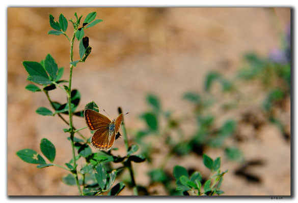 IR0106.Semirom.Schmetterling