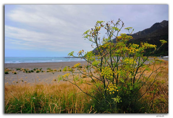NZ0694.Okiwi Bay