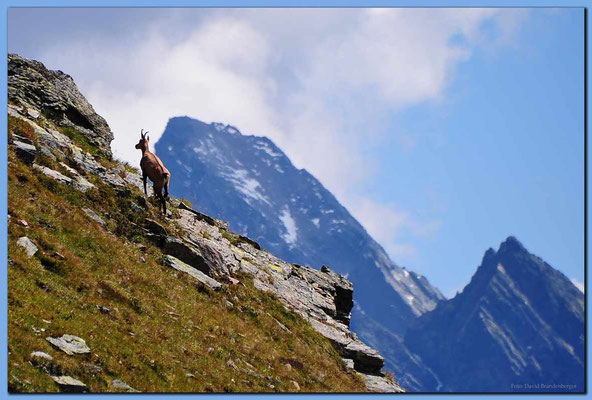 A0538.Gams vor Plattenhorn.Klosters.CH