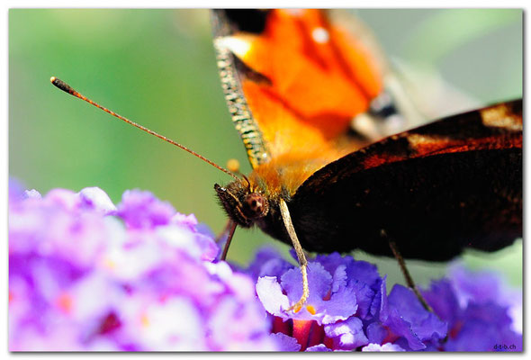 DE063.Amrum.Nebel.Schmetterling