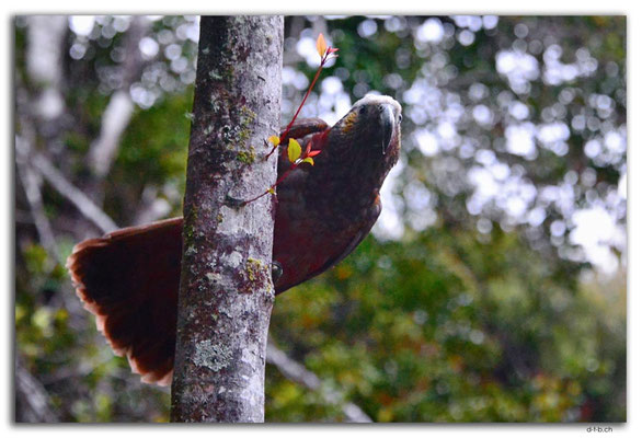 NZ0877.Stewart Island.Rakiura Track.North Arm.Kaka