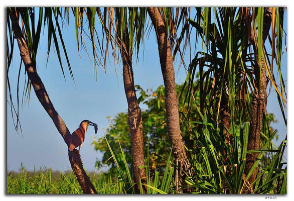 AU0021.Corroboree Billabong.Nankeen Night Heron