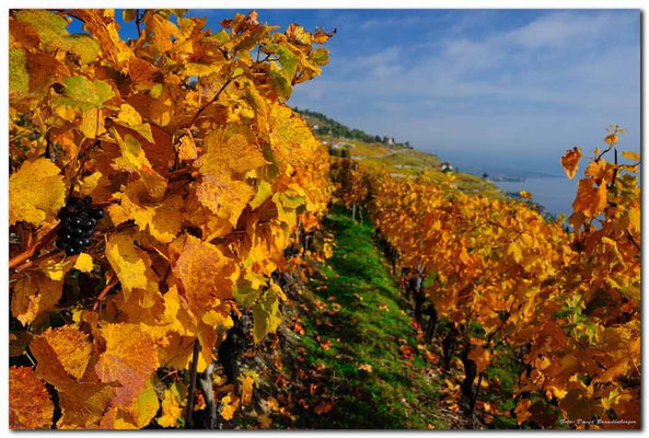 A0728.Chexbres Weinberge.CH