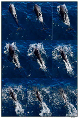 EQ0167.Dolphin