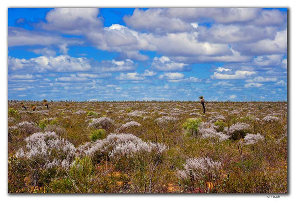 AU0461.Kalbarri N.P.Hochebene
