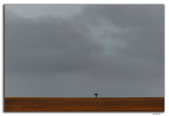 AU0962.Eyre Highway.Einzelner Baum