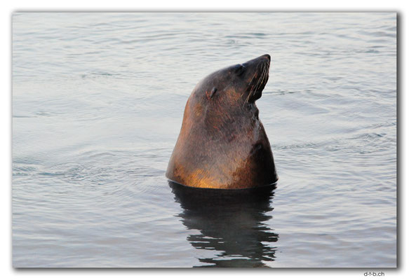 AU1148.Warrnambool.Sammy the Seal