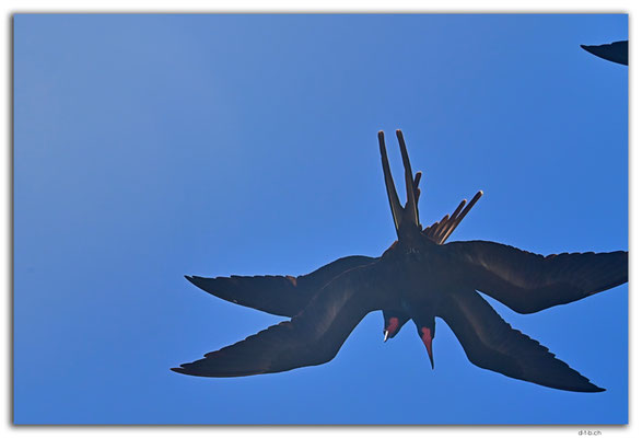 EQ0172.Fregattbirds