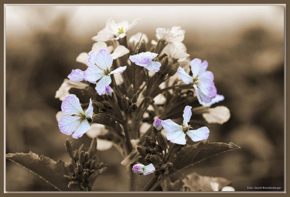 A0587.Blume im Weinberg.Freinsheim