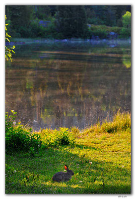 CA1119.Rabbit.Penn Lake.Marathon